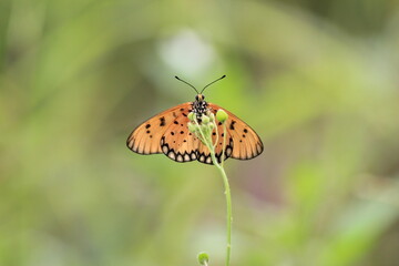 a beautiful butterfly perched on a wild plant during a very sunny day