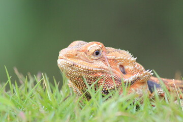 close up of a lizard