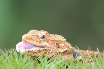 close up of a lizard