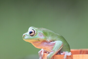 green tree frog