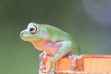 Macro stage of frog on the wooden bucket