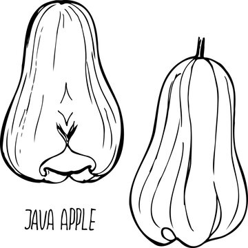 Java apple black and white vector set isolated on a white background.