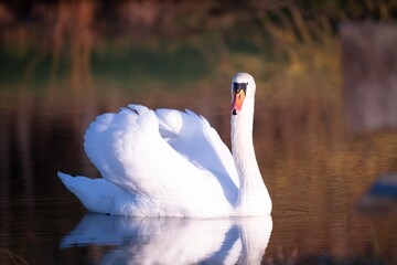 Schwan