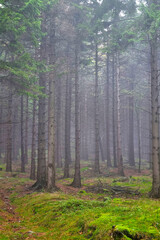 Vertical photo. A misty mystical forest in the mountains.