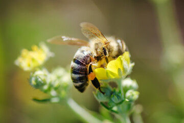 bee collects nectar from Potentilla erecta, Tormentilla erecta, Potentilla laeta, Potentilla tormentilla, tormentil, septfoil, erect cinquefoil yellow small wildflowers melliferous plants - obrazy, fototapety, plakaty