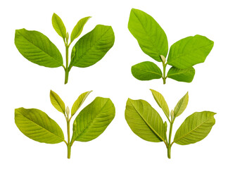 collection of young guava leaf stalks of various shapes isolated. leaf sets