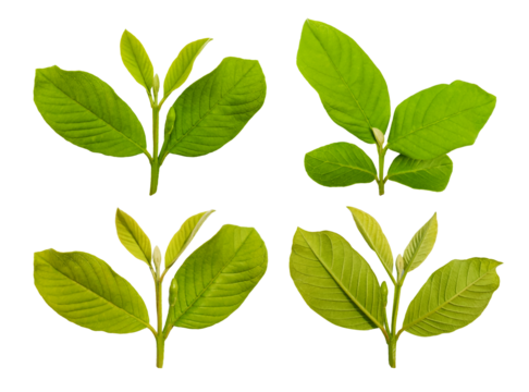 collection of young guava leaf stalks of various shapes isolated. leaf sets