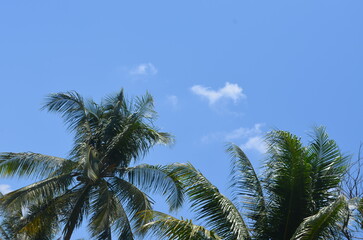 Fototapeta na wymiar coconut tree leaves under blue sky