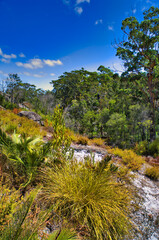 Fototapeta na wymiar Landscape with trees and low vegetation on the slopes of Mount Chudalup, in D’Entrecosteaux National park on the south coast of Western Australia
