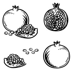 Pomegranate and half a pomegranate. Vector illustration of fruit in engraving style.
