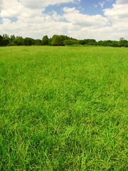 Obraz premium メヒシバとオヒシバの草原のある初秋の水元公園風景