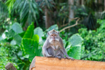 Sangeh monkey forest in Bali near Ubud village. Indonesia