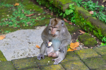 Obraz premium Sangeh monkey forest in Bali near Ubud village. Indonesia