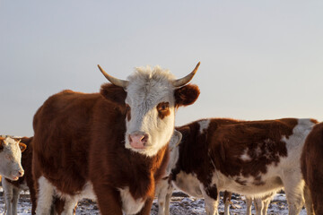 Herd of cows in winter snow village street