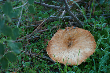 grzyb natura trawa las przyroda