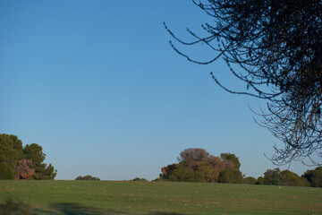 drzewo roślina gałęzie natura przyroda © Piotr