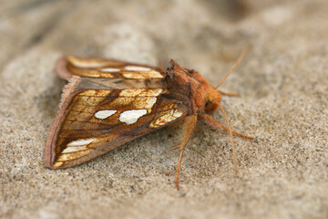 Obraz premium Closeup on the Goldspot owlet moth, Plusia festucae, sitting on a stone
