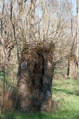 drzewo roślina gałęzie natura przyroda © Piotr