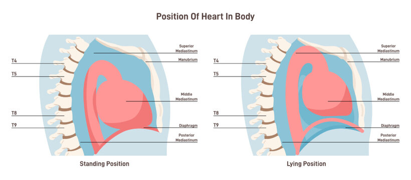 Human heart location in standing and lying position. Side view