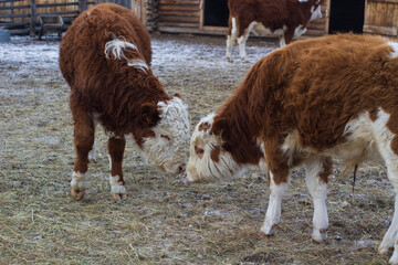 Young calf on winter farmland eating hay