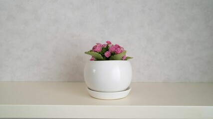 Kalanchoe flower in a pot. pink Kalanchoe flowers in a pot on a white background