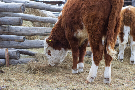 Young calf on winter farmland eating hay