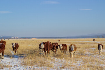 Fototapeta na wymiar Herd of cows grazing on winter snow field