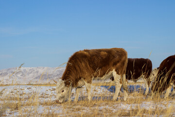 Herd of cows grazing on winter snow field