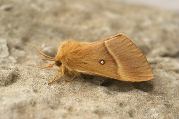 Detailed closeup on the Oak Eggar moth, Lasiocampa quernus