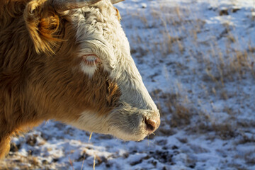 Herd of cows grazing on winter snow field
