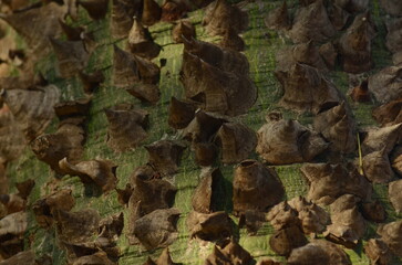 Ceiba pentandra. White cotton balls on ceiba speciosa tree. Cotton fruits on a branch of a prickly tree. Fibers for life jackets, Bark of Ceiba speciosa, silk floss tree.  Trunk of an exotic tree 