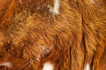 Cow's fur close up