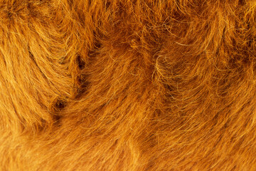 Cow's fur close up