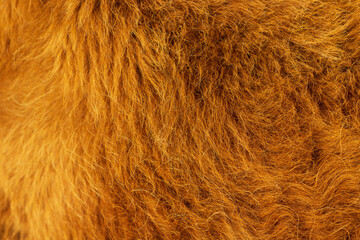 Cow's fur close up