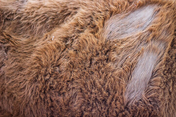 Animal fur texture Background fluffy hair