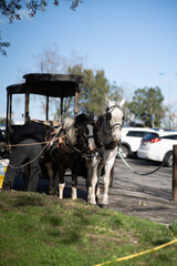 Fototapeta na wymiar Cavalos e carruagem