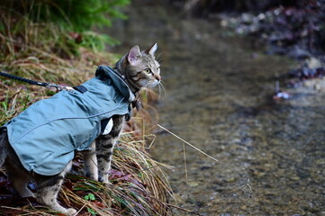 Örli der Bengale - Am Bach