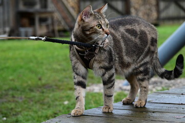 Örli der Bengale - Spatziergang