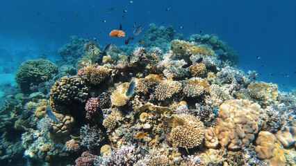Naklejka na ściany i meble Coral reef under the water