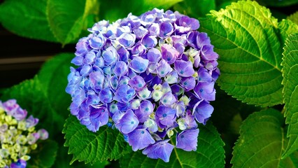 鮮やかに開花した青色と紫色のあじさい