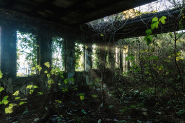 Overgrown by plants old abandoned building interior