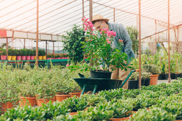 Man gardener buy flowers for beautiful green garden in greenhouse plant