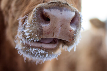 Cow's snout close-up in winter with fur covered with frost