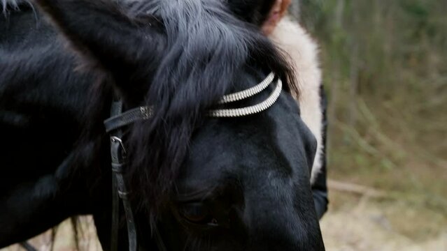 black horse with reins and bridle and woman in vintage style dress, walk in royal garden in autumn