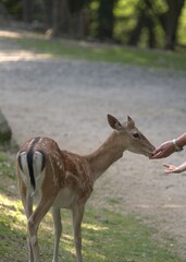 Daniel (Dama Dama) karmiona z ręki w Parku Leśnych niespodzianek w Ustroniu