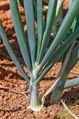 Closeup of onion plant in vegetable garden on countryside of Brazil