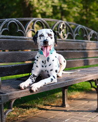 Dalmatian dog lays on a bench in park