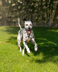 Dalmatian dog run on you