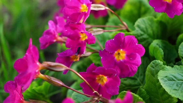 Easter concept. Primrose Primula with pink flowers in flowerbed in spring time. Inspirational natural floral spring or summer blooming garden or park. Hello spring