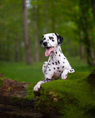 Dalmatian dog in the forest laying on a log